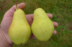 grusha-bananovaya