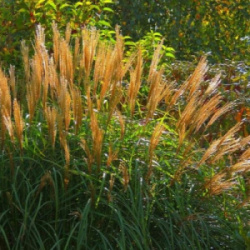 miskantus-kitajskij-4