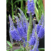 Вероника колосковая Нана Блаутеппич Veronica spicata Nana Blauteppich С3 650
